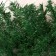 Girlynda Christmas tree "Classic" 270 cm 220 branches D-6 cm Vesti length 12.5 cm