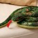Soft toy "Snake", 18 cm, green color