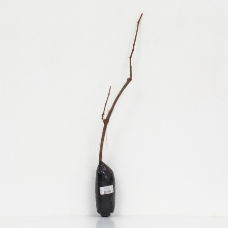 Fruit grapes "talisman" 1 pc, tube, spring 2025-2