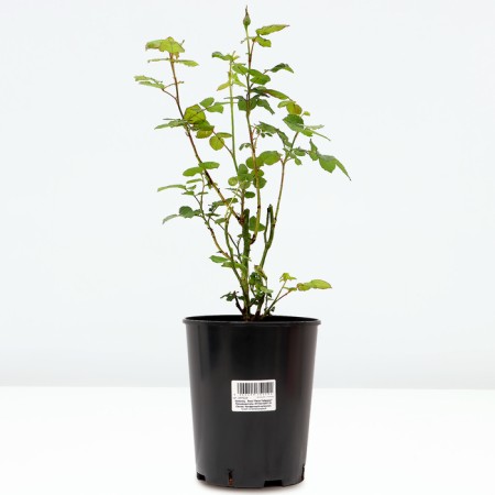Rosa seedling "Papale Tier", pot of C4, summer 2024-1