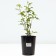 Rosa seedling "Papale Tier", pot of C4, summer 2024