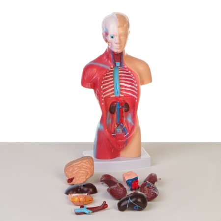 Model "Koms of a Human" collapsible 28*11*7cm-4