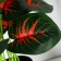 Bonsai in the pot "Maranta Color" 10x24 cm