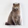 Decorative Ethel Pillow "Cat" 33x40 cm, velor, 100% p/e