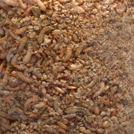 Feeding "Pijon" protein delicacy, 20 g-2