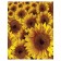 Pillow Golk "Sunflower, decorative, size 16x45 cm