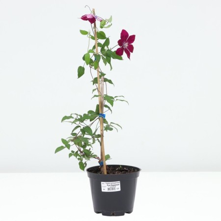 Clematis Large-flowered Ruzh Cardinal, C2 pot, H20-40, 1 pc, summer 2024-2