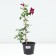 Clematis Large-flowered Ruzh Cardinal, C2 pot, H20-40, 1 pc, summer 2024
