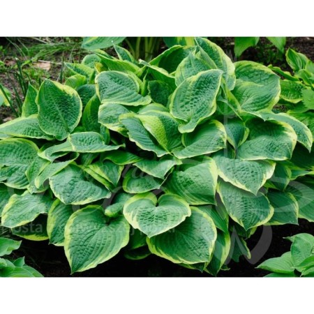 Host Hybrid Chrismas Three, S3 Pot, 1 pc, Summer 2024