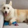 Toy PetSTAGES Orc "Bone" for dogs, large, 23 cm