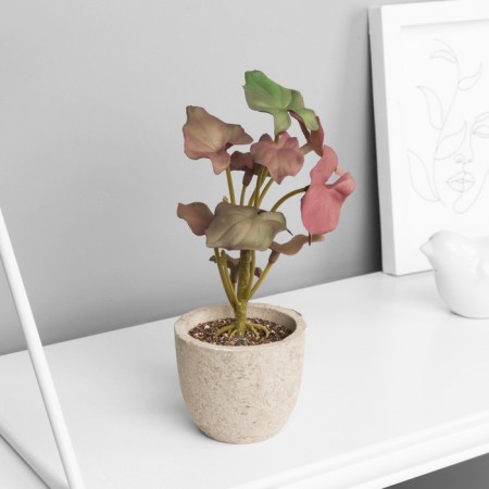 Bonsai in the pot "Filodendron Sello Elite" (soft sheet) 14x6 cm, mix-3