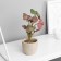 Bonsai in the pot "Filodendron Sello Elite" (soft sheet) 14x6 cm, mix
