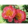 PION Milk -flowered coral charm, pot C3, 1 pc, summer 2024