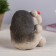 Growing gift Eco -Zhizhivchik "Hedgehog" Mix