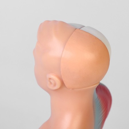 Model "Koms of a Human" collapsible 28*11*7cm-7