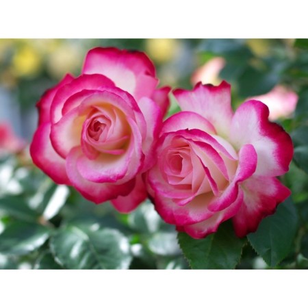Rosa Khay Kandy, Spring 2024, 1 pc.