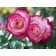Rosa Khay Kandy, Spring 2024, 1 pc.