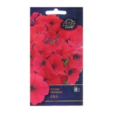 Flowers of Petunia Eva 