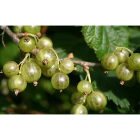 Currant seedlings black emerald necklace, P9 pot, summer 2024