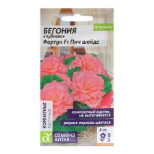 Belonia flowers 