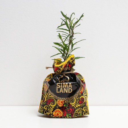 Cluscum seedling, pot P9, Summer 2024-1