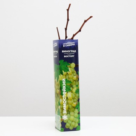 Grape seedling delight, spring 2024, 1 pc.