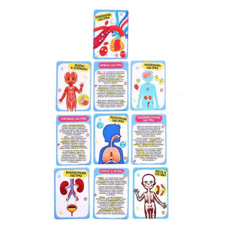 Euryki set for experiments "Human body structure", 15 details-6