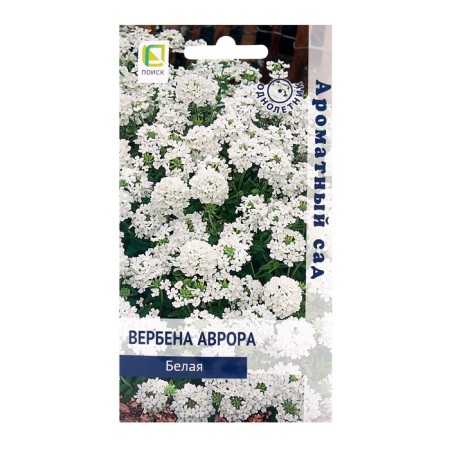Flowers of Verbena Aurora Belaya, 10pcs