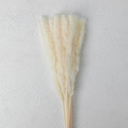 Sukhotzet "reed" set 15 pcs, beige color-3