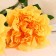 Artificial flowers "lush buds" 10x70 cm, yellow