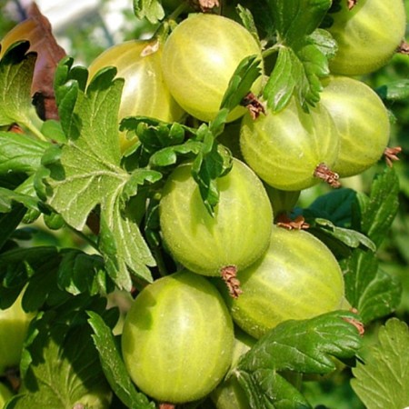 Seedlings of gooseberry spring, pot p9, summer 2024