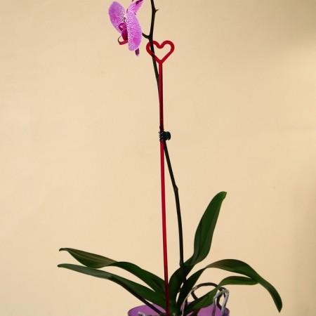 Support for orchids, h = 44 cm, plastic, raspberry, mix-2