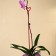 Support for orchids, h = 44 cm, plastic, raspberry, mix