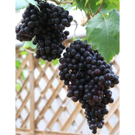 Grapes are black, spring 2024, 1 pc.