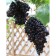Grapes are black, spring 2024, 1 pc.