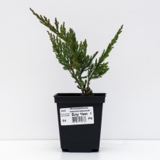 Horizontal juniper 