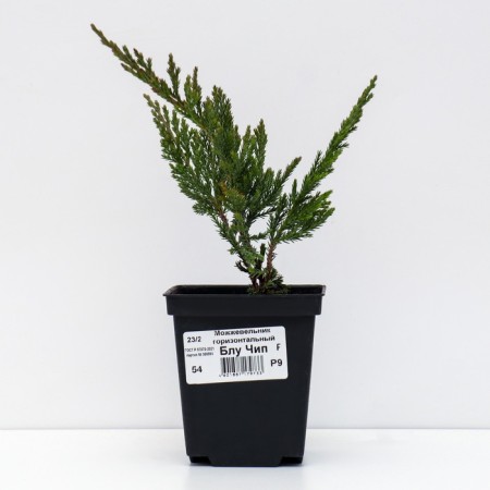Horizontal juniper "Blue Chip", P9, spring 2024