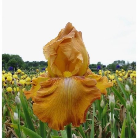 Iris bearded cloth sedar, c2 pot, 1 pc, summer 2024