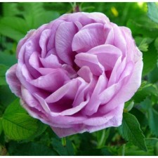 Seedling rose Canadian Park Vasageming, tube, 1 pc, spring 2025
