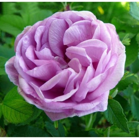 Seedling rose Canadian Park Vasageming, tube, 1 pc, spring 2025