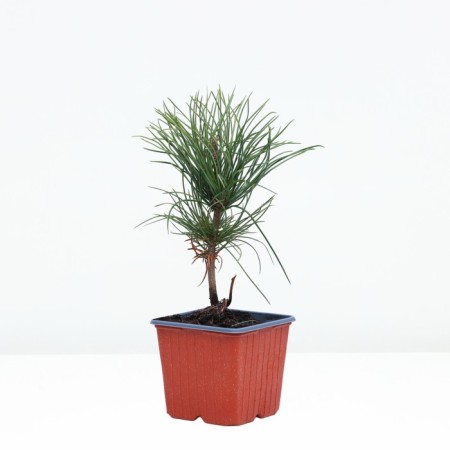 Rumelian pine, p9, spring 2024
