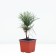 Rumelian pine, p9, spring 2024