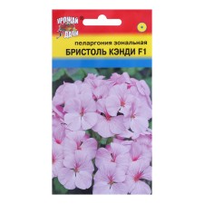 Flower seeds Pelargonium 