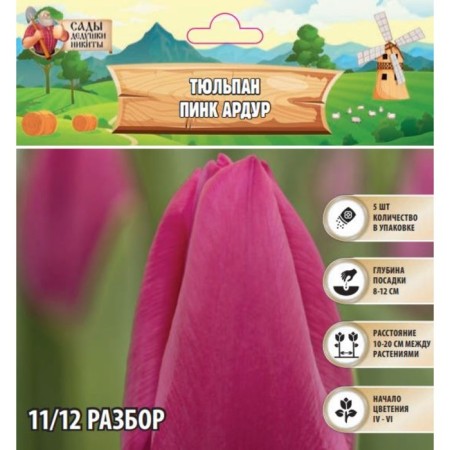 Tulip Pink Ardur, rn 11/12, 5pcs, autumn 2024