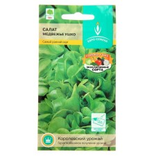 Salad Salad 