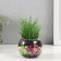 Set for growing plants "grow grass" Shar transparent