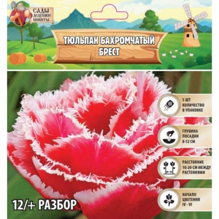 Tulip fringe Brest, rr rr 12+, 5 pcs, autumn 2024