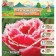 Tulip fringe Brest, rr rr 12+, 5 pcs, autumn 2024