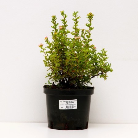 Lapceta shrub princesses, s2 pot, H10-50 height, 1 pc, summer 2024