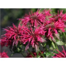 Hybrid Majogani monard, pot C2, 1 pc, summer 2024